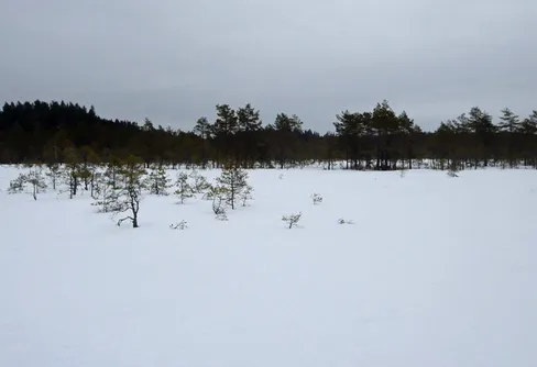 Rövallsmossen Stingsmossen