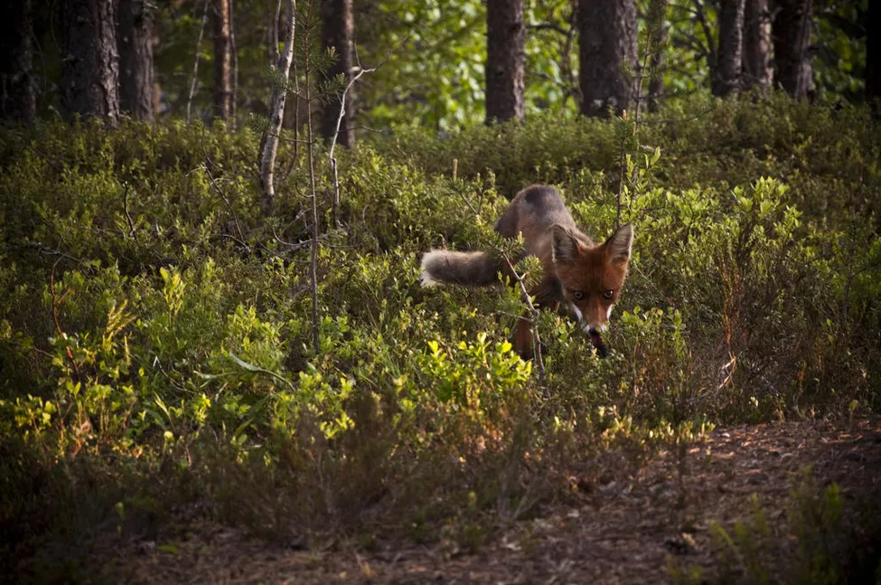 Klicka för att förstora