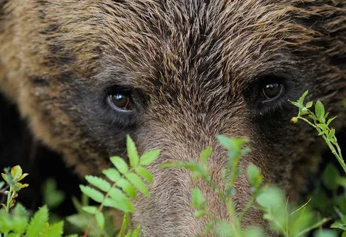 Wild Wonders of Europe utomhusutställning invigd