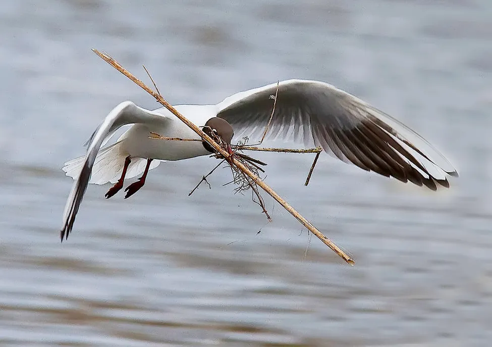 Klicka för att förstora