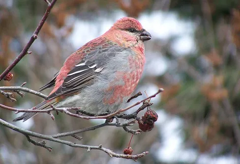 Massor av tallbitar - har du sett någon?