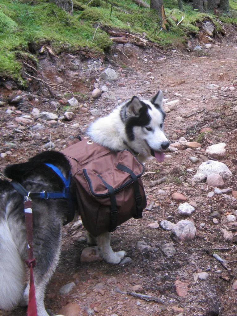 Klicka för att förstora