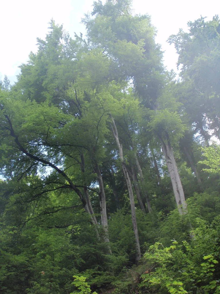 Klicka för att förstora