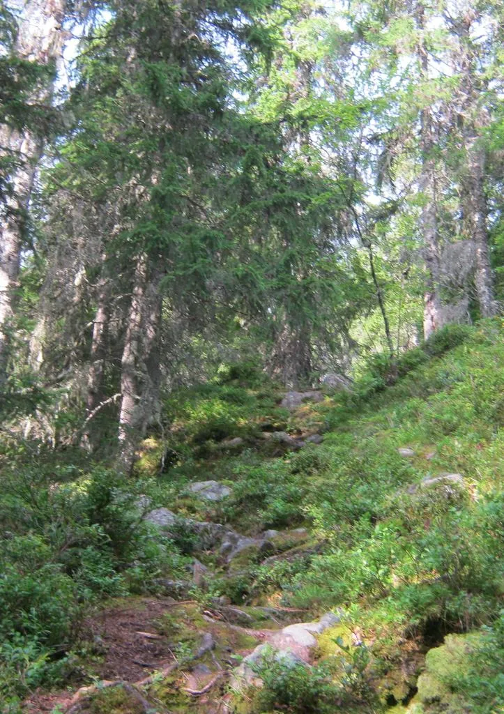 Klicka för att förstora