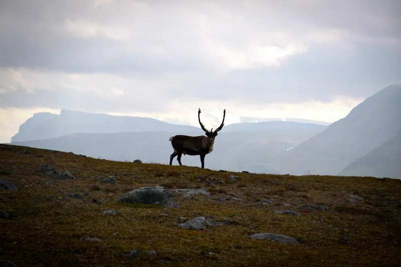 Klicka för att förstora