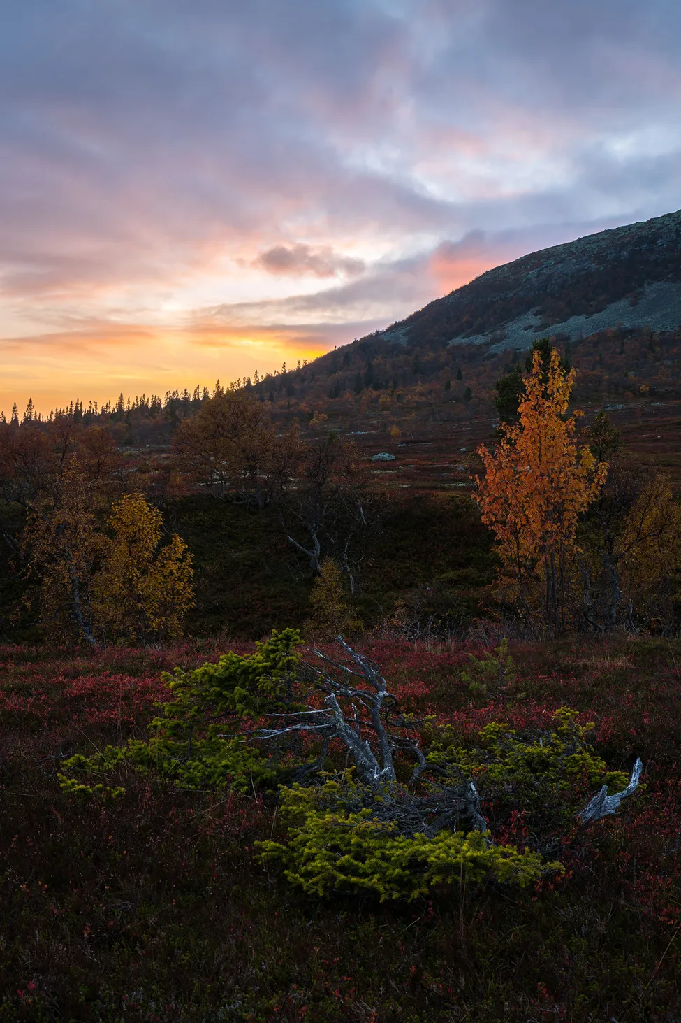 Klicka för att förstora