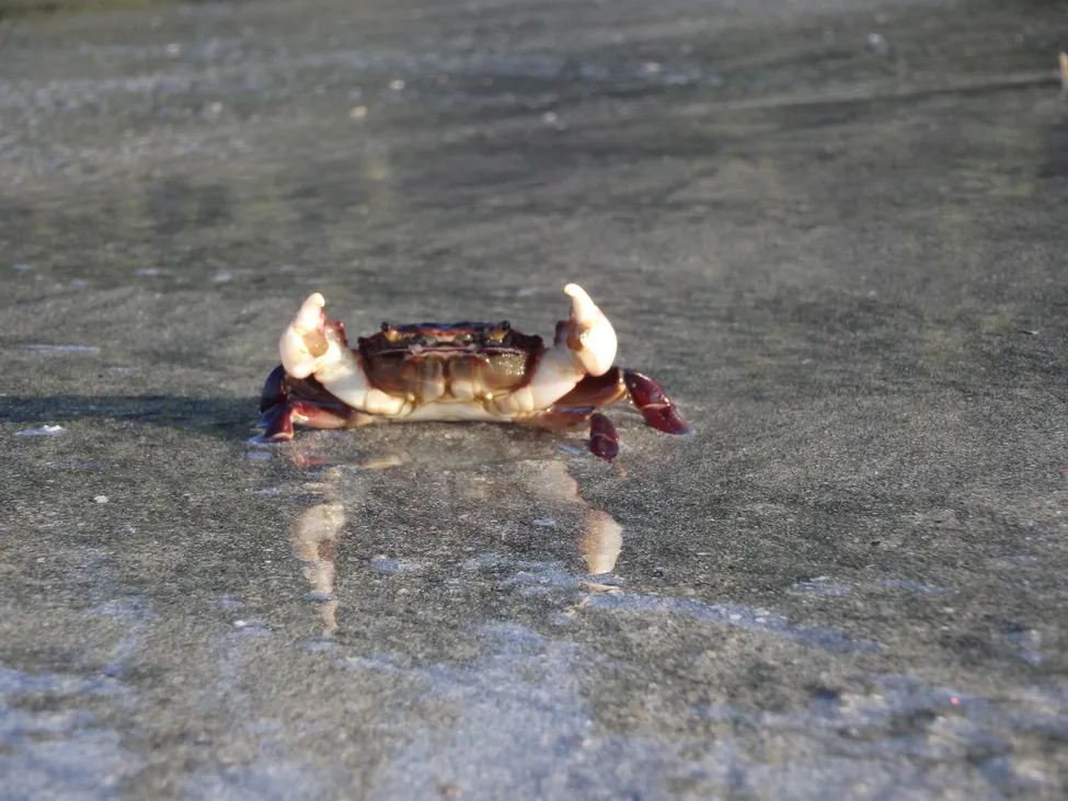 Klicka för att förstora