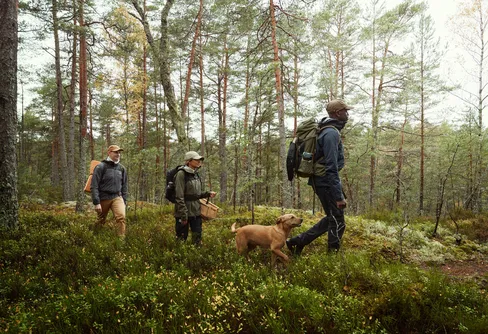 Skogens skafferi: Tips för årets svampsäsong