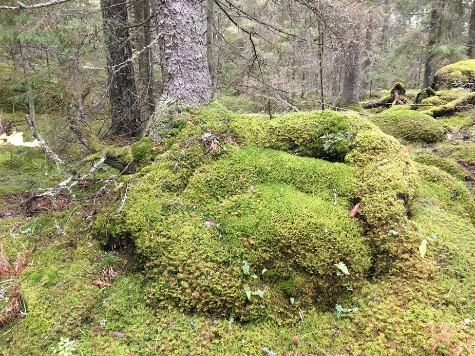 Klicka för att förstora
