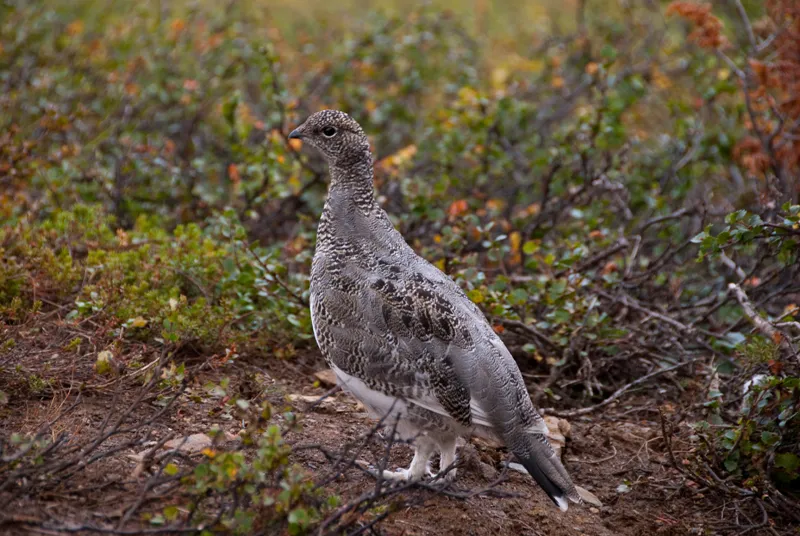 Klicka för att förstora