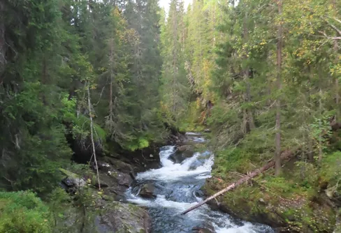 Dagstur i Oviksfjällen 240908