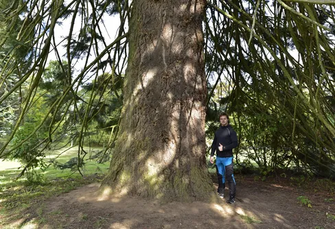 Jakten på grova träd!