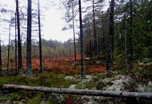 Kaljoxadalen och Nittälven