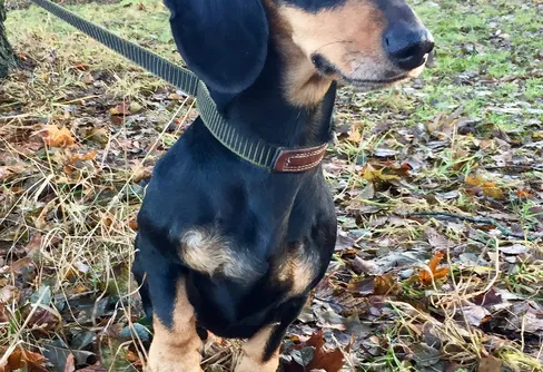 Hur går ett drevprov till....