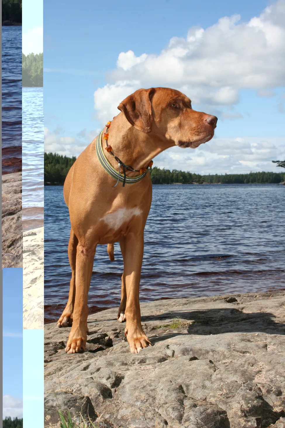 Klicka för att förstora