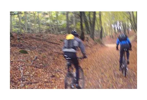 Cykling i höstfärgad bokskog