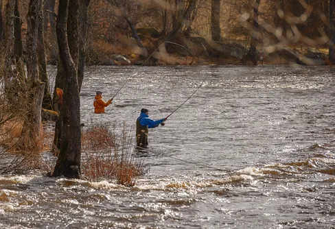 Laxfiskepremiär i Mörrumsån