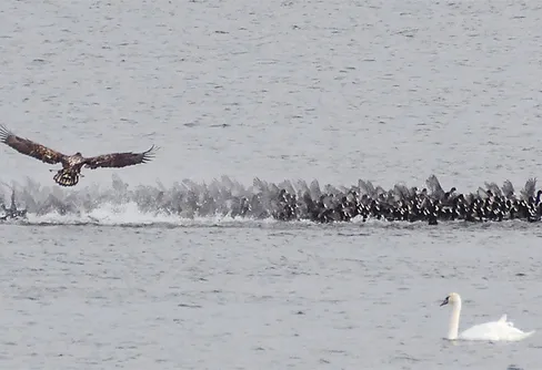 Sothöna till middag?