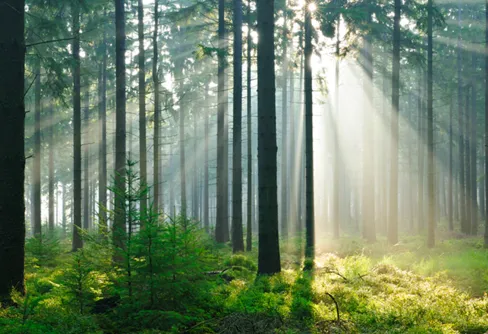 Sveriges största skattjakt