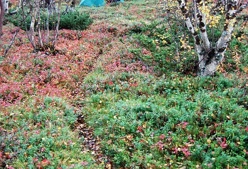 Expedition Sarek; Höstvandring med Sundip Chatterjee, del 3