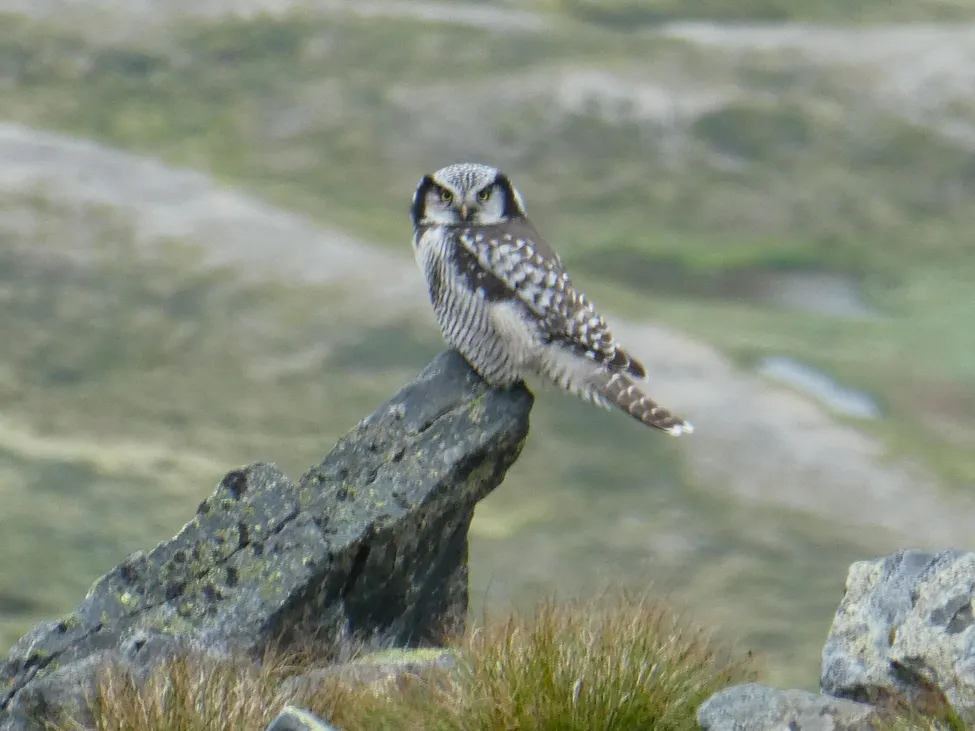 Klicka för att förstora