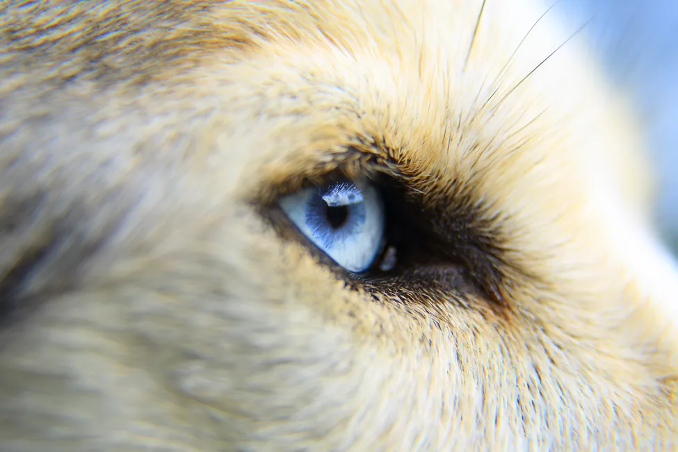 Klicka för att förstora