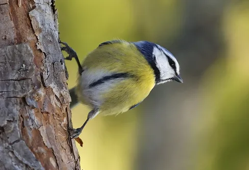 Dags att räkna vinterfåglar!