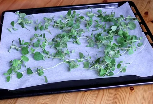 Torka ett lager av grönsaker - redan nu!