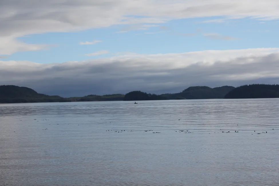 Klicka för att förstora