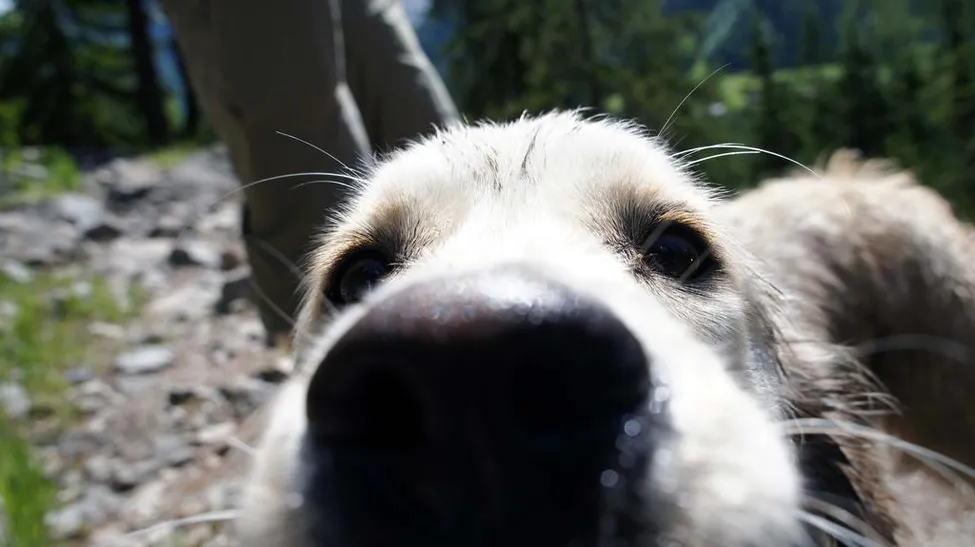 Klicka för att förstora