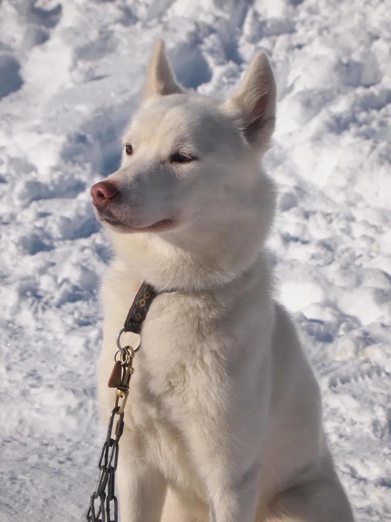 Klicka för att förstora