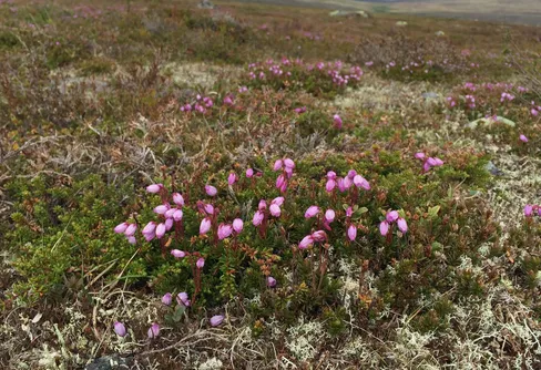 Ladda ner en Superlätt fjällflora