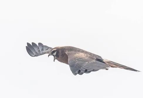 Glädjande många ängshöksungar