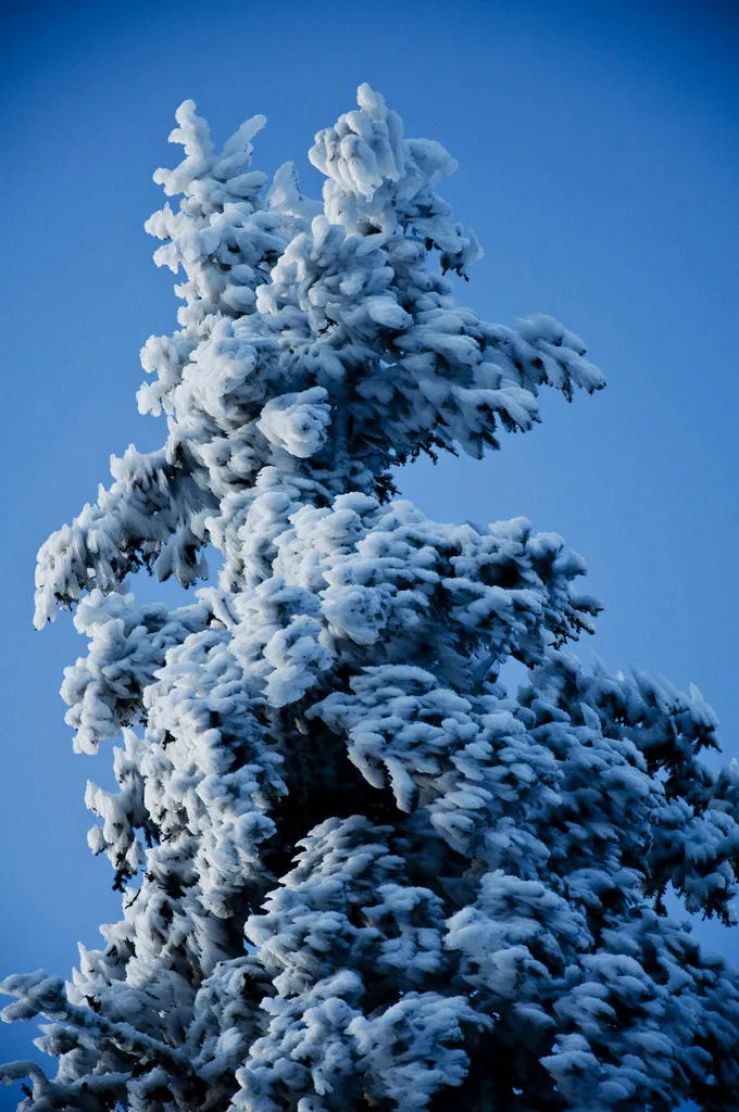 Klicka för att förstora