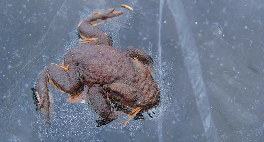 Klicka för att förstora