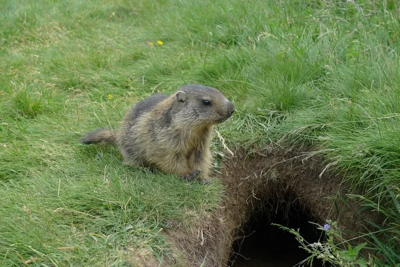 Klicka för att förstora
