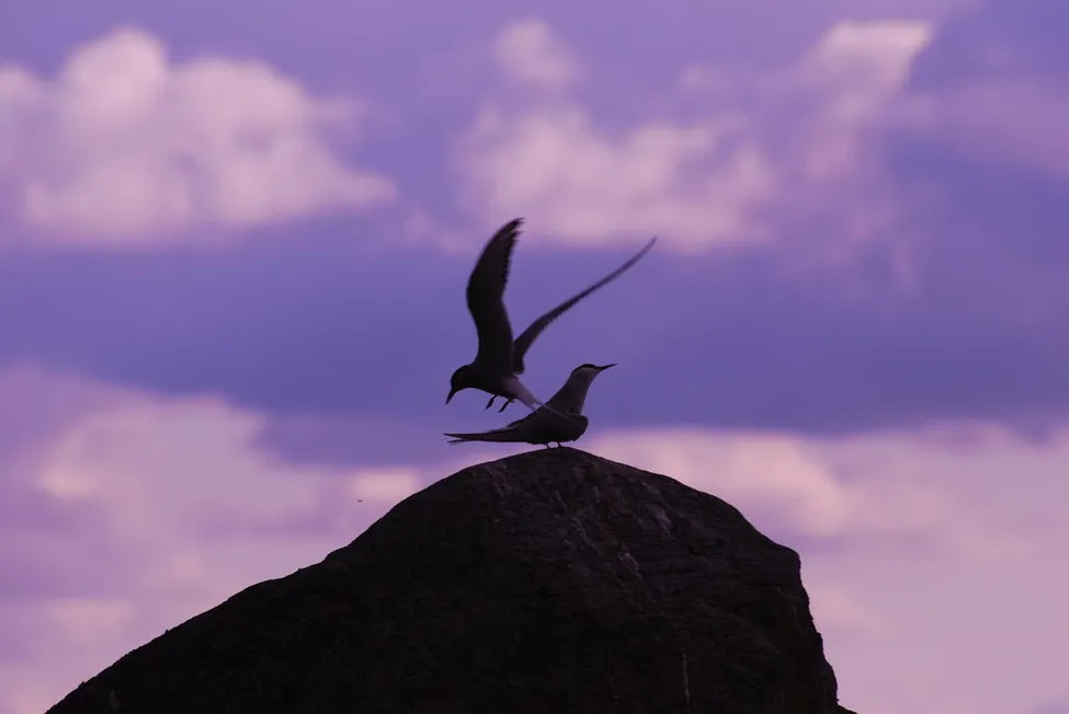 Klicka för att förstora