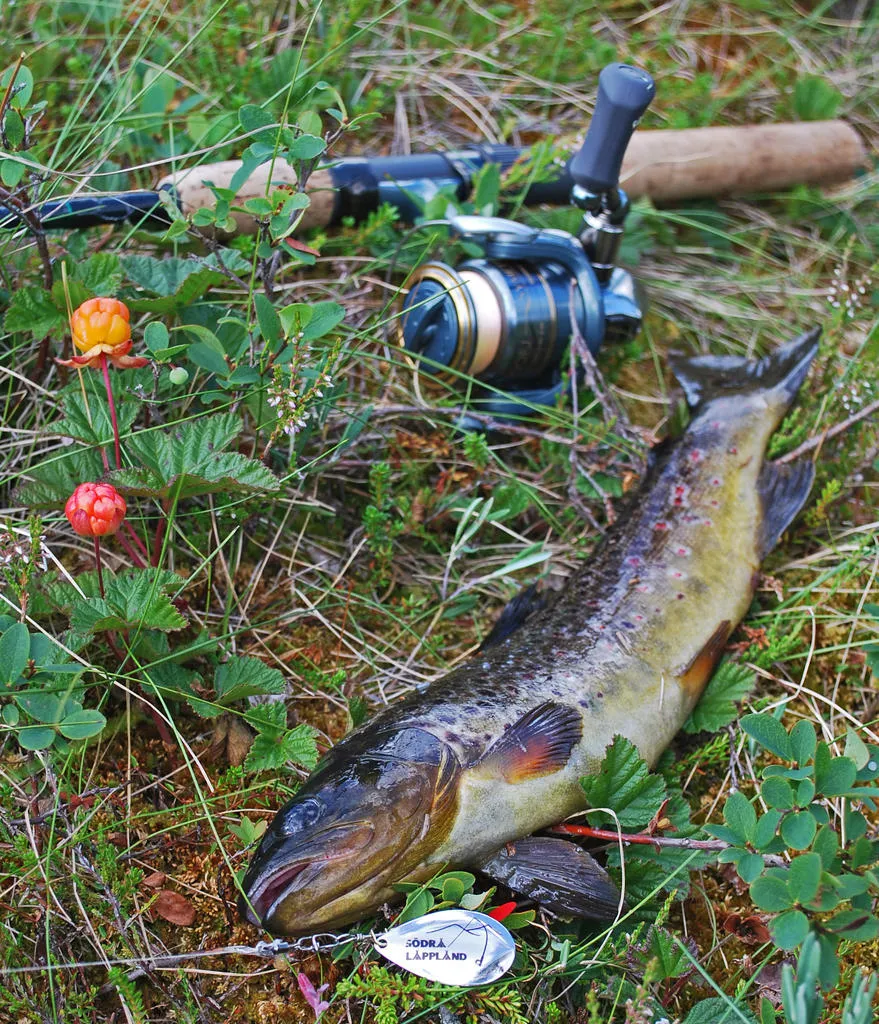 Klicka för att förstora