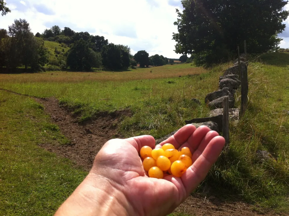 Klicka för att förstora