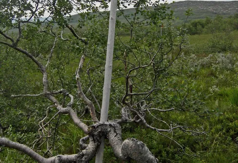 Kryssa för sommaren!