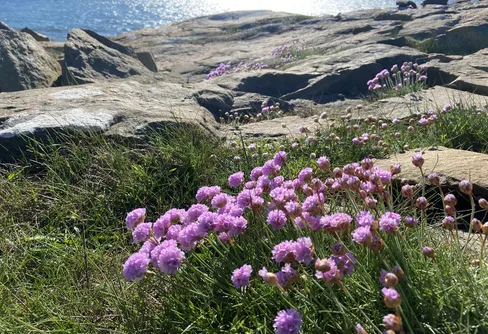 Möta försommaren i Halland 260505-07