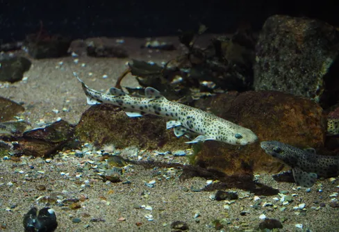 Fridlysta hajar utsläppta i Gullmarsfjorden