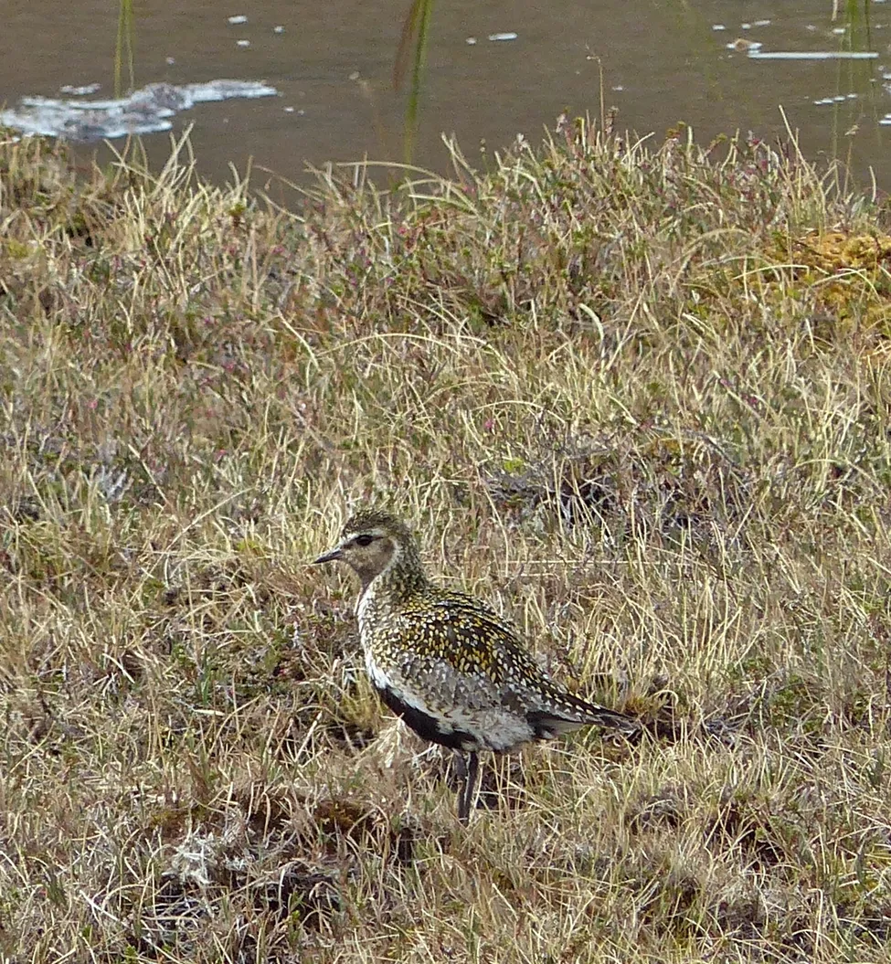 Klicka för att förstora