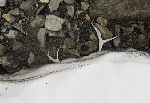 Tusenåriga fynd under smältande glaciärisar