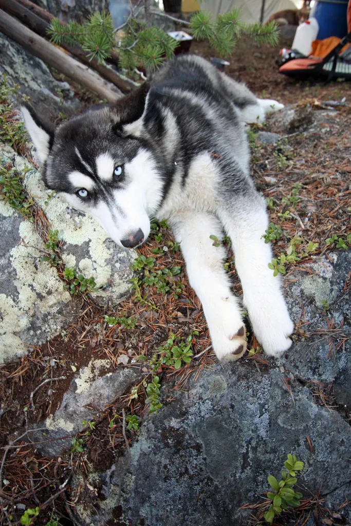 Klicka för att förstora