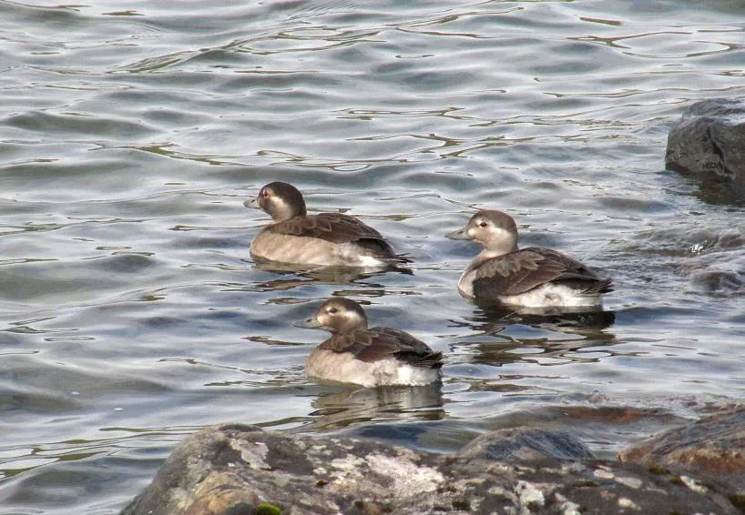 Klicka för att förstora