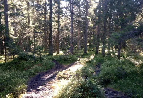 Förberedelser inför friluftsdag