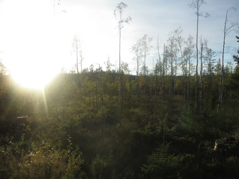 Klicka för att förstora