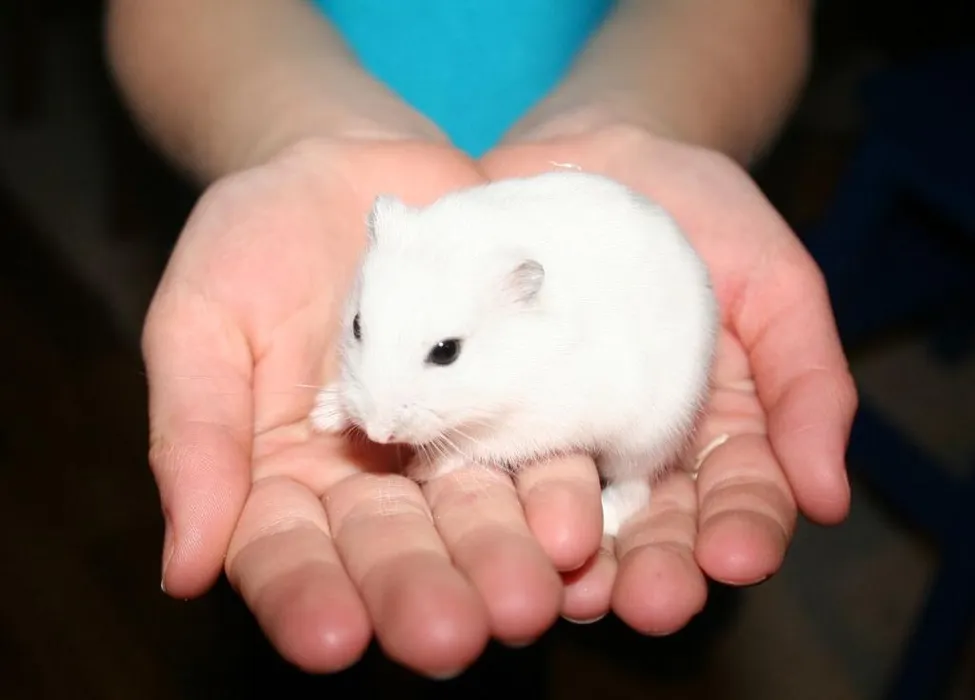 Klicka för att förstora