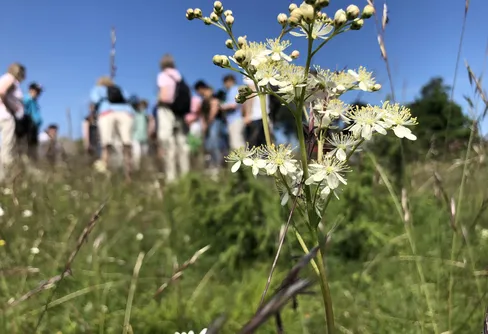 20:e juni är De vilda blommornas dag!